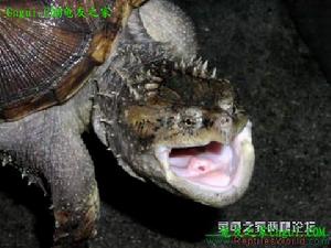 佛洲擬鱷龜