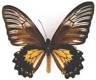 宙斯鳥翼裳鳳蝶(雌)