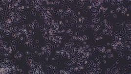 人肺癌細胞;A549 人肺癌細胞;A549