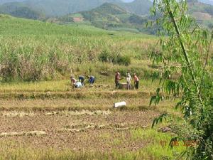 窪底河自然村二組村收割再生稻