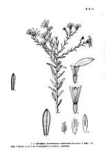 軟葉紫菀木 軟葉紫菀木