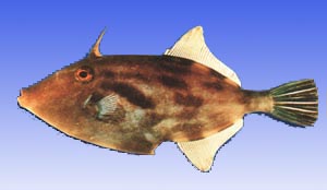 海洋生物--黃鰭馬面魨