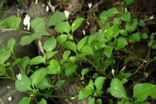 肉莢草屬 肉莢草屬