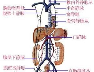 肝門靜脈