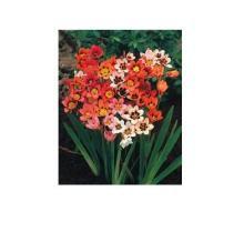 三色裂緣蓮 三色裂緣蓮