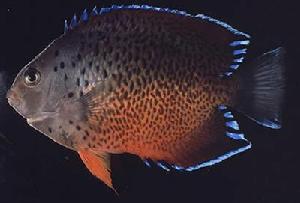 紅閃電神仙 紅閃電神仙