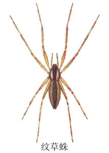 紋草蛛