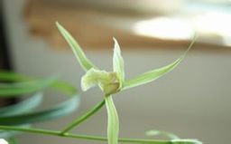 綠花蓮瓣桃腮素 綠花蓮瓣桃腮素