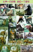 活動中第一批可認養的動物