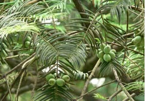 三尖杉科 三尖杉科