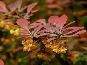 同色小檗 同色小檗