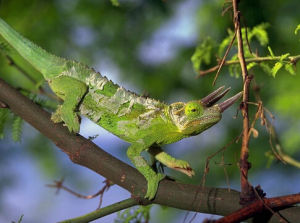 三角變色龍 三角變色龍