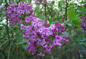 小葉藍丁香 小葉藍丁香