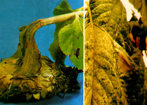 向日葵白粉病 向日葵白粉病