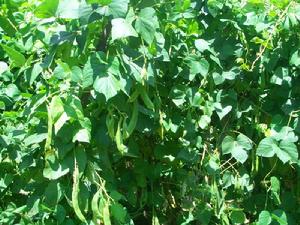 煉山村-白芸豆種植