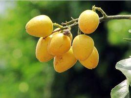 從城甜黃皮 從城甜黃皮