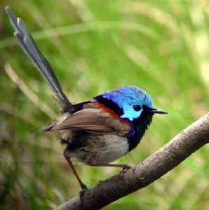 雜色細尾鷯鶯 雜色細尾鷯鶯