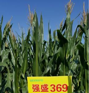 強盛369[國審玉2014012]