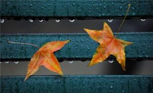 落雨的秋 落雨的秋