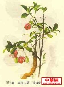 雲南衛矛 雲南衛矛