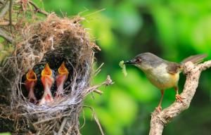 嗷嗷待哺 嗷嗷待哺