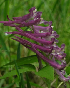大花帕里紫堇 大花帕里紫堇