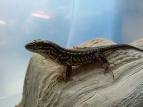 山地麻蜥 山地麻蜥