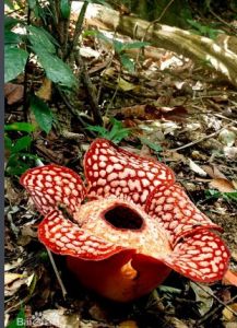 阿諾爾特大花 阿諾爾特大花