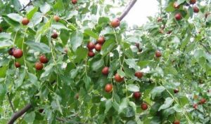 紅棗農業旅遊區 紅棗農業旅遊區