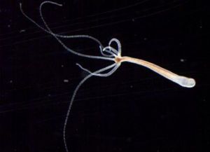 大乳頭水螅 大乳頭水螅