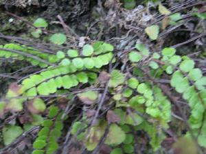 鐵角蕨科 鐵角蕨科