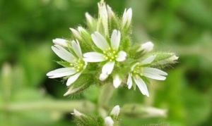 田野卷耳 田野卷耳