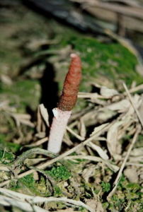 竹林蛇頭菌 竹林蛇頭菌