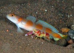 福氏鈍塘鱧 福氏鈍塘鱧