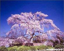 台灣陽明山公園