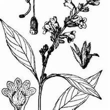 麗江鰾冠花 麗江鰾冠花