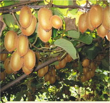 米良1號 米良1號