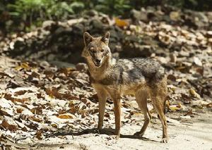 亞洲胡狼 亞洲胡狼