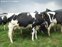 黑白花奶牛