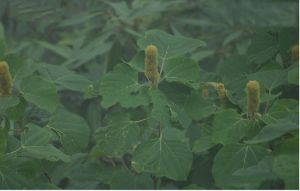 紅葉野桐的植株