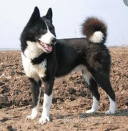 歐式俄國萊卡犬 歐式俄國萊卡犬