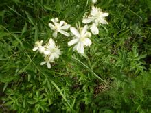 山根子植物形態圖