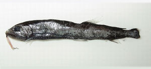 真芒巨口魚 真芒巨口魚