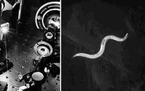 研究人員用雷射系統(左)刺激線蟲的神經細胞來操控其行為(美國《科學新聞》網站)