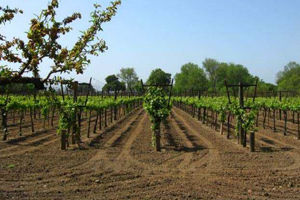 《秘密葡萄園》 《秘密葡萄園》