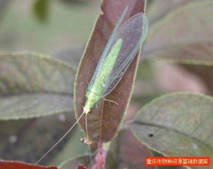 中華通草蛉 中華通草蛉
