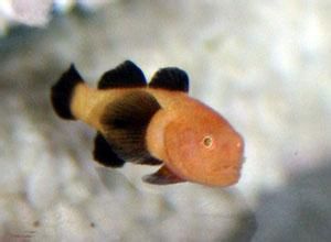 熊貓蝦虎 熊貓蝦虎