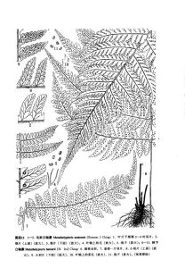 烏來凸軸蕨（植物分類學報）毛柄凸軸蕨（台灣植物志）圖版12: 1-5