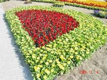 草花花壇 草花花壇