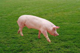 pic[多態信息量]